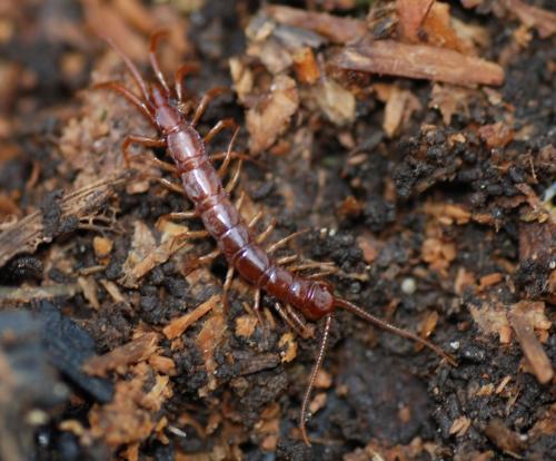 Lithobius sp.