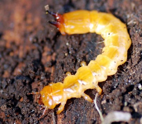 Réf. 98 710 : Pyrochroa sp.