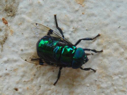 Ornidia obesa