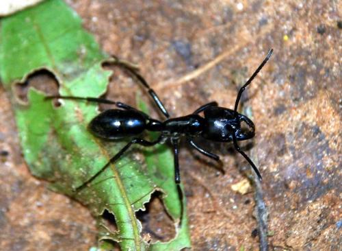 Dinoponera australis