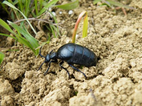 Meloe sp.