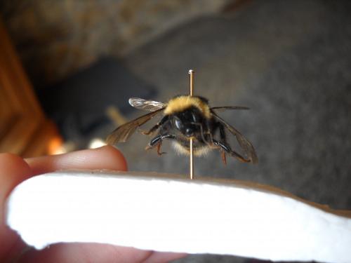 Bombus sp.