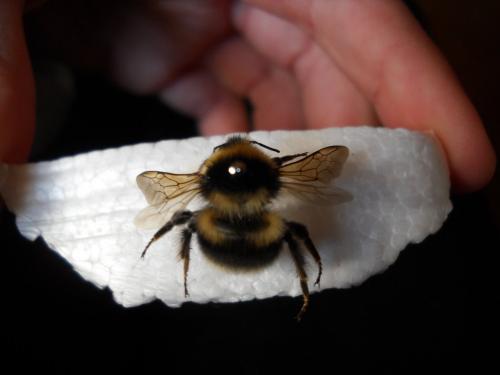 Bombus sp.