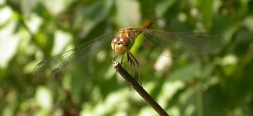 Sympetrum striolatum