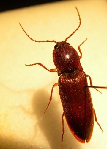 Stenagostus rufus