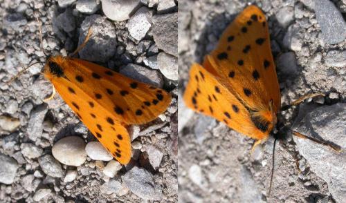 Réf. 98 159 : Setina sp.
