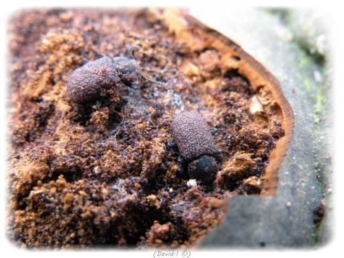 Boletoglyphus boletophagi