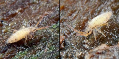 Entomobrya nicoleti