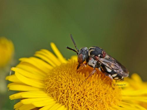 Réf. 98 146 : Epeolus sp.