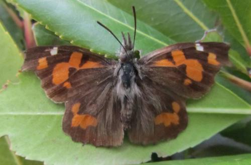 Réf. 98 893 : Libythea celtis