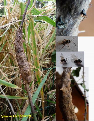 Diastrophus rubi