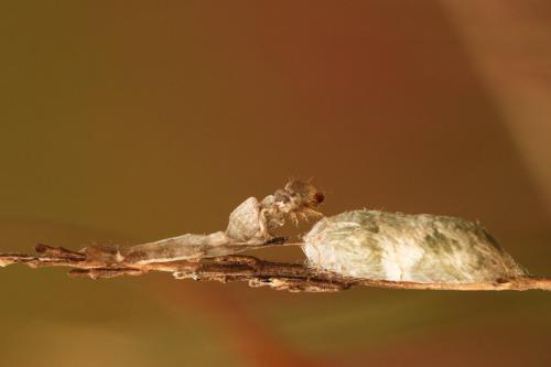 Campopleginae