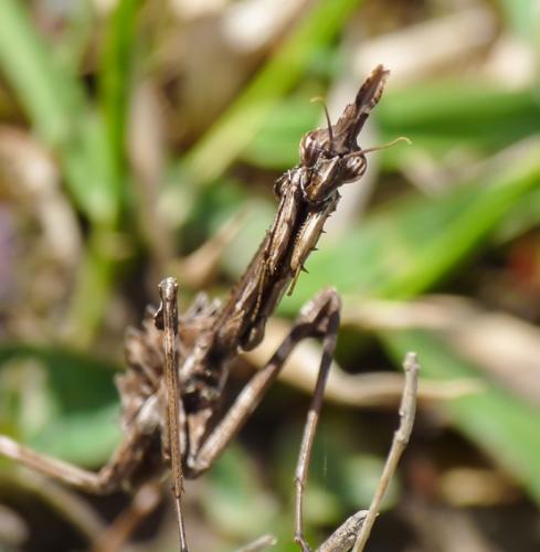 Réf. 98 685 : Empusa pennata
