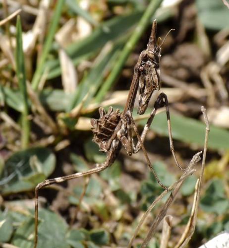 Réf. 98 686 : Empusa pennata