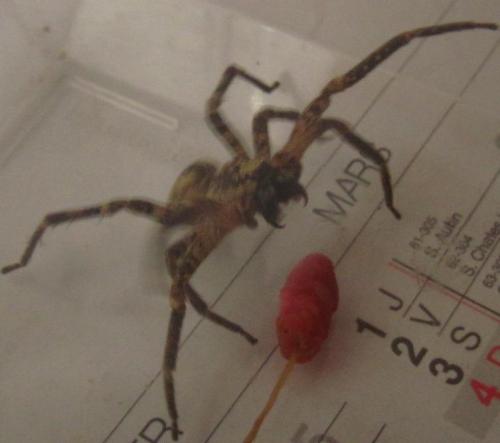 Zoropsis spinimana