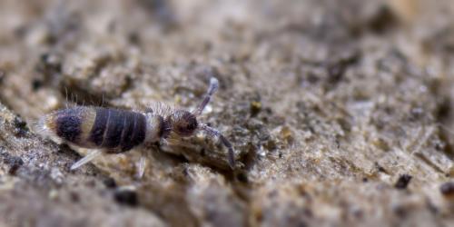 Entomobrya albocincta