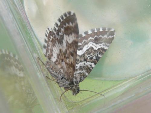 Epirrhoe pupillata