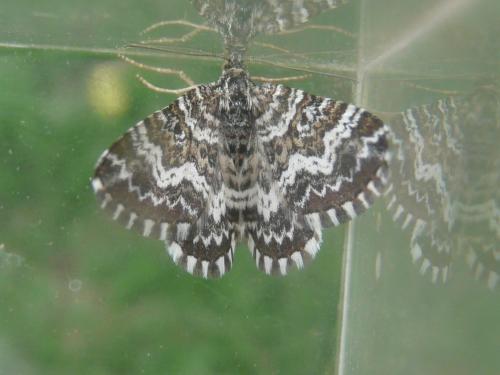 Epirrhoe pupillata