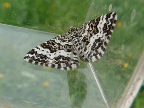 Réf. 98 158 : Epirrhoe tristata