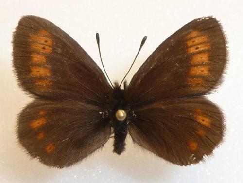 Erebia epiphron