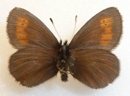 Erebia epiphron