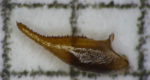 Erebia epiphron