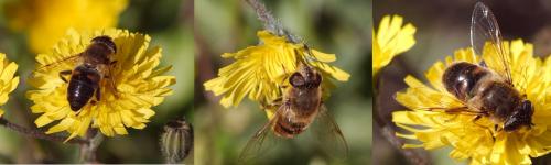 Eristalis tenax