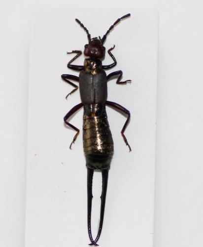 Eudohrnia metallica