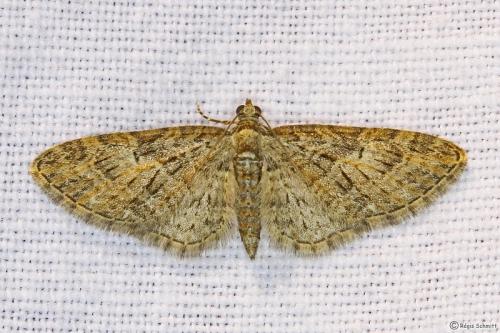 Réf. 98 412 : Eupithecia abbreviata