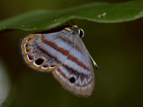Euselasia euryone