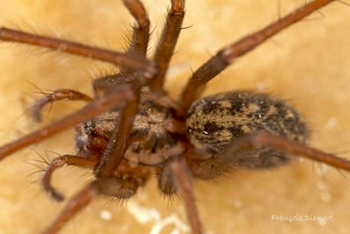 Tegenaria sp.