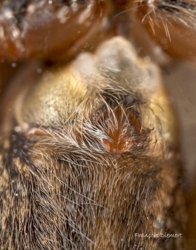Tegenaria sp.