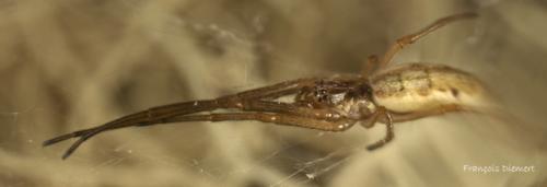 Tetragnatha sp.