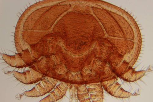 Varroa destructor