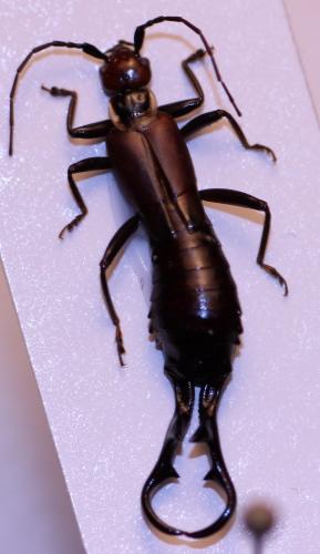Réf. 98 046 : Eutimomena paradoxa