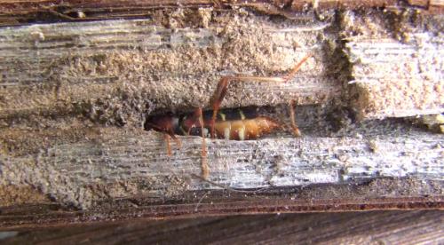 Neoclytus acuminatus