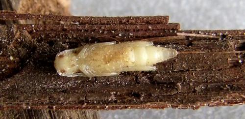 Neoclytus acuminatus
