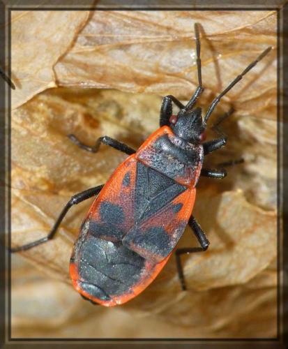 Réf. 98 013 : Pyrrhocoris apterus