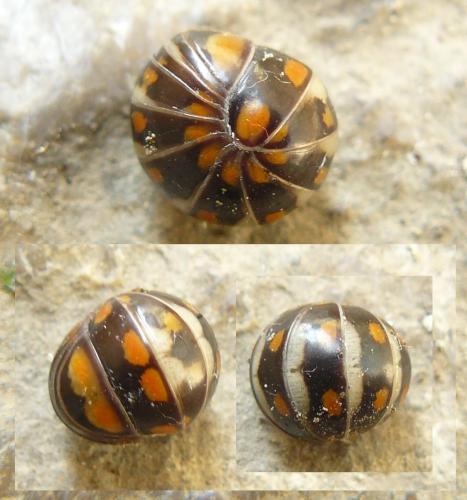 Glomeris valesiaca