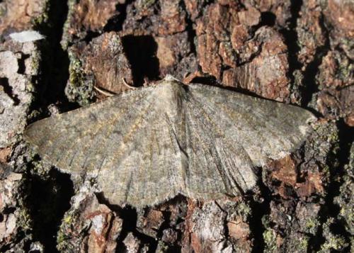 Gnophos obfuscata