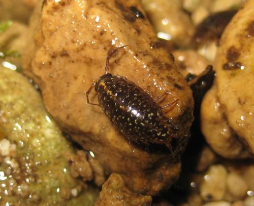 Ligidium sp.