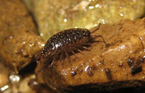Ligidium sp.