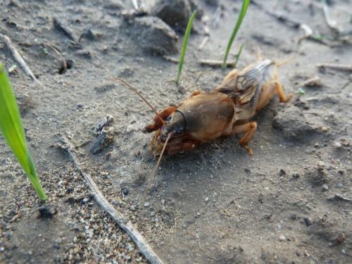 Réf. 98 672 : Gryllotalpa vineae