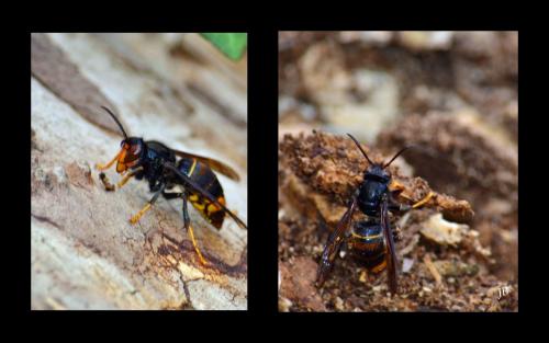 Vespa velutina