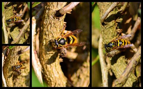 Vespula vulgaris