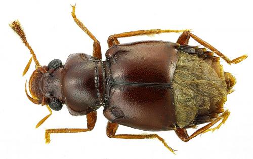 Réf. 98 228 : Edaphus sp.