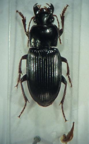 Harpalus atratus