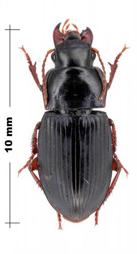 Réf. 98 482 : Harpalus sp.