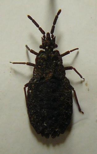 Quilnus marcosi