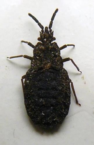 Réf. 98 990 : Quilnus marcosi